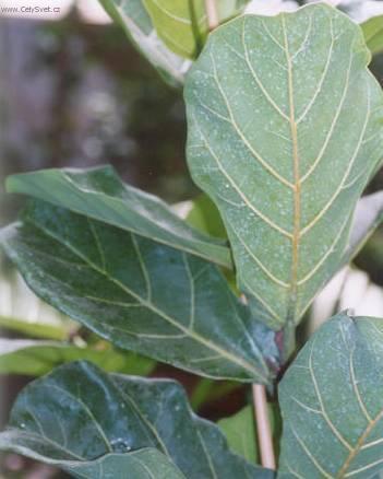 Фотографии к статье: Фикус лировидный (Ficus lyrata)