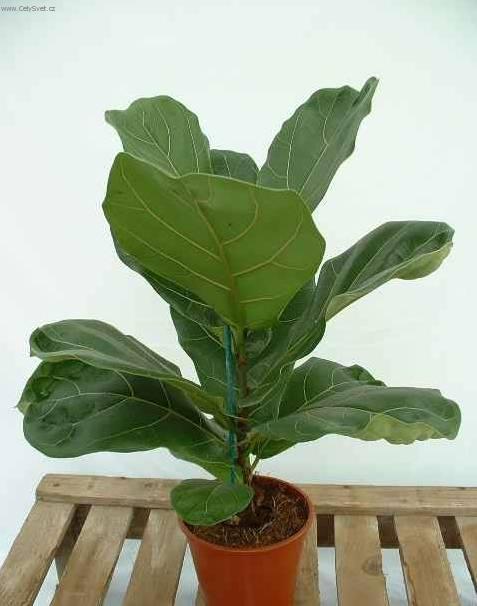 Фотографии к статье: Фикус лировидный (Ficus lyrata)