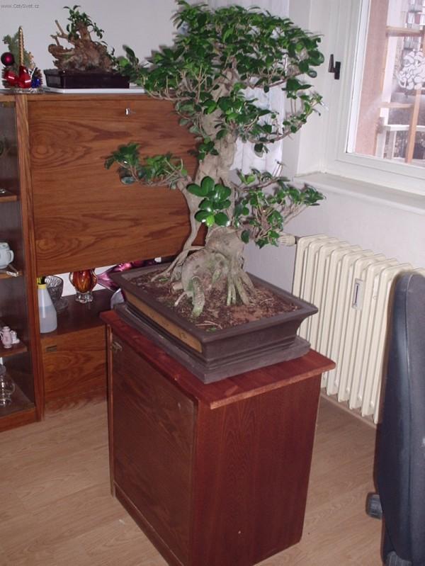 Фотографии к статье: Фикус притупленный (Ficus Retusa)