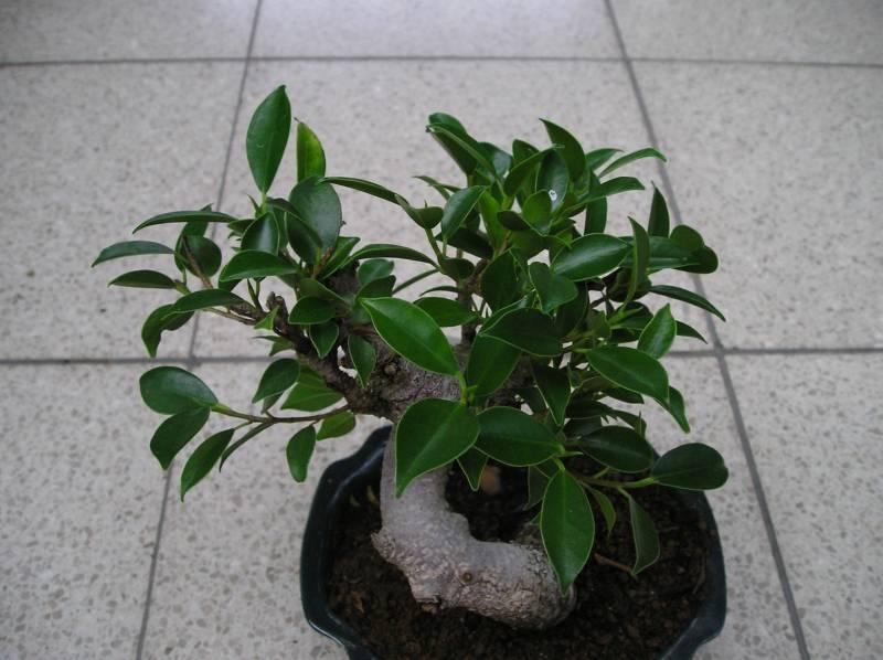 Фотографии к статье: Фикус притупленный (Ficus Retusa)