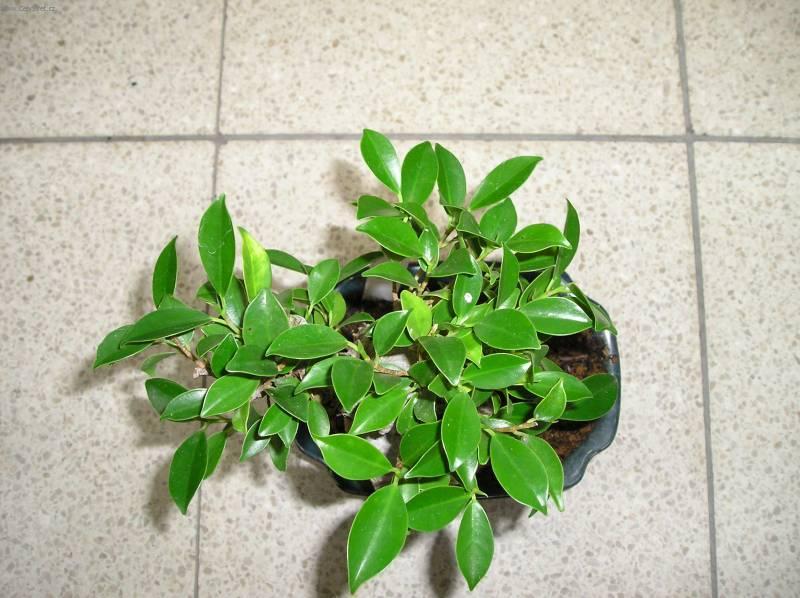 Фотографии к статье: Фикус притупленный (Ficus Retusa)