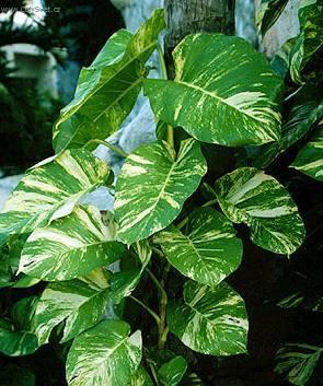 Фотографии к статье: Филодендрон лазящий (Philodendron scandens)