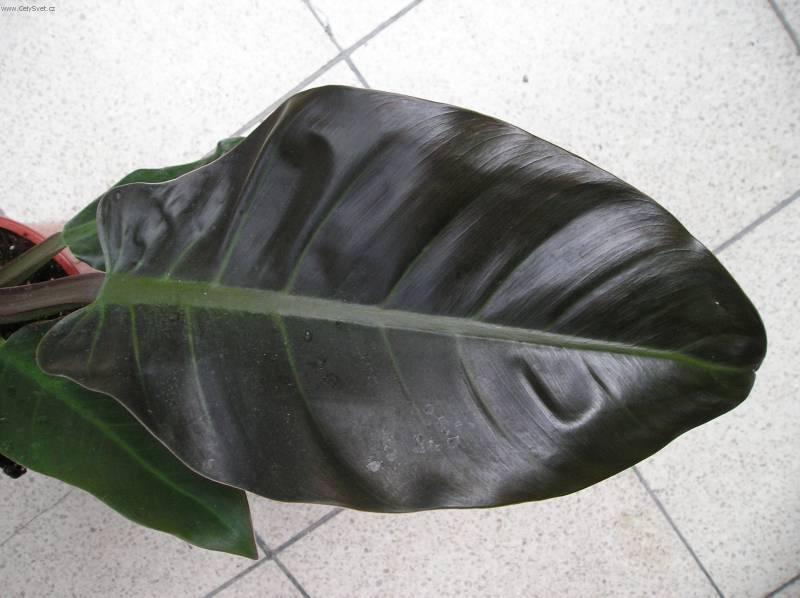 Фотографии к статье: Филодендрон лазящий (Philodendron scandens)