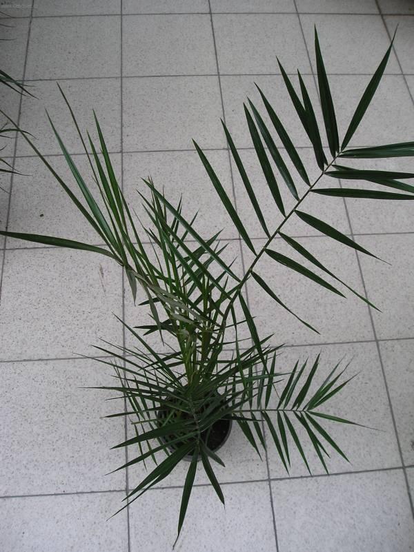 Фотографии к статье: Финик канарский (Phoenix canariensis)