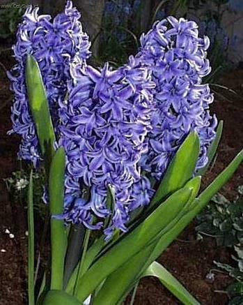 Фотографии к статье: Гиацинт восточный (Hyacinthus  orientalis)