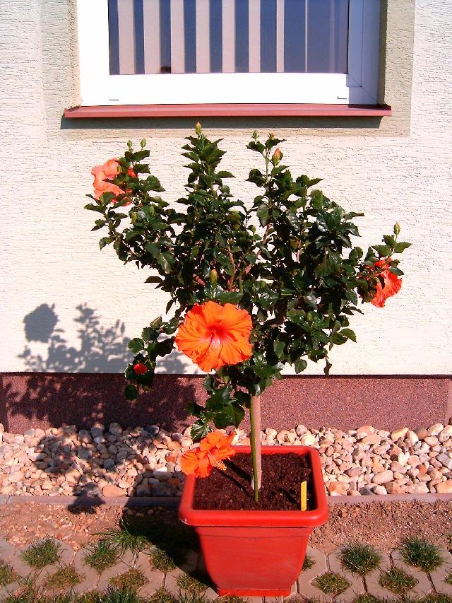 Фотографии к статье: Гибискус китайский (Китайская роза) (Hibiscus rosa-sinensis)