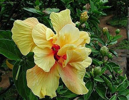 Фотографии к статье: Гибискус китайский (Китайская роза) (Hibiscus rosa-sinensis)