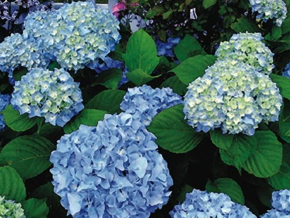 Фотографии к статье: Гидрангея (Гортензия) (Hydrangea)