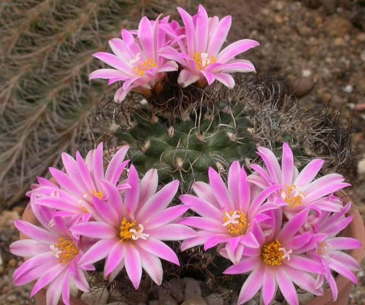 Фотографии к статье: Гимнокалициум кактус (Gymnocalycium)