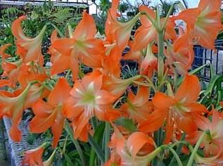 Фотографии к статье: Гиппеаструм (Hippeastrum)