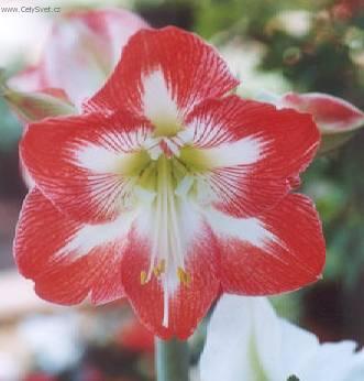 Фотографии к статье: Гиппеаструм (Hippeastrum)