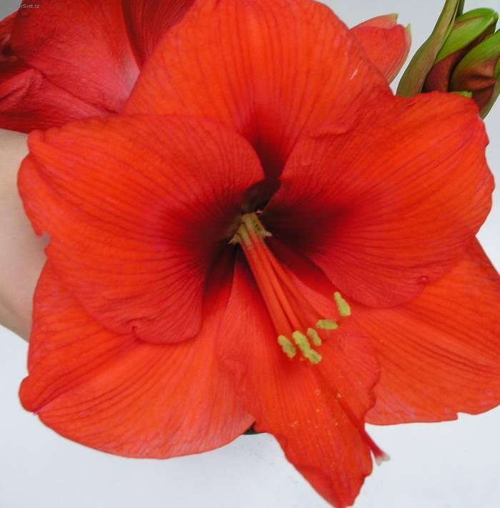 Фотографии к статье: Гиппеаструм (Hippeastrum)