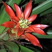 Фотографии к статье: Гузмания (Guzmania)