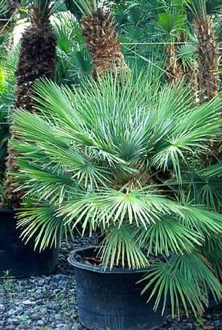 Фотографии к статье: Хамеропс приземистый (Chamaerops humilis)