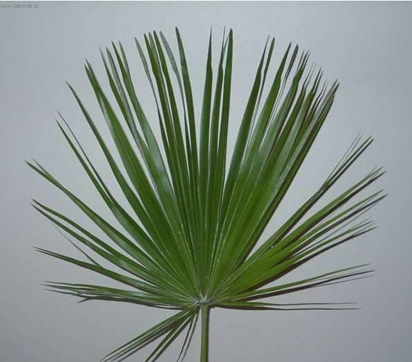 Фотографии к статье: Хамеропс приземистый (Chamaerops humilis)