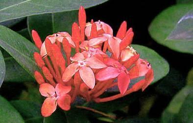 Фотографии к статье: Иксора ярко-красная (Ixora coccinea)