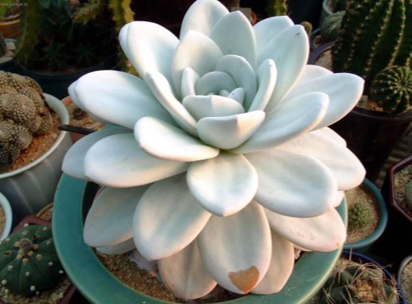 Фотографии к статье: Эхеверия (эчеверия) (Echeveria)