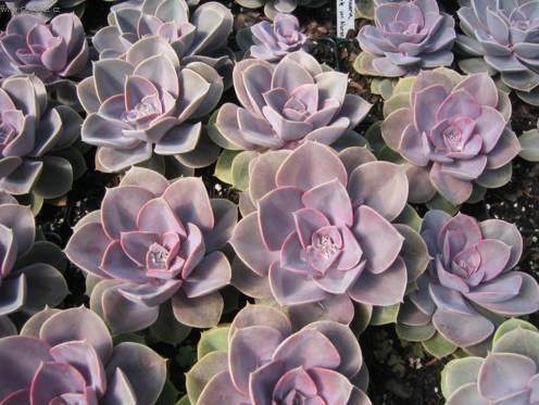 Фотографии к статье: Эхеверия (эчеверия) (Echeveria)