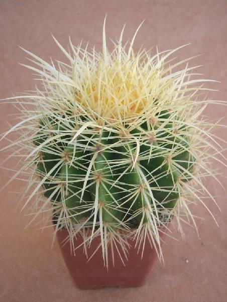 Фотографии к статье: Эхинокактус Грузона (Echinocactus Grusonii)