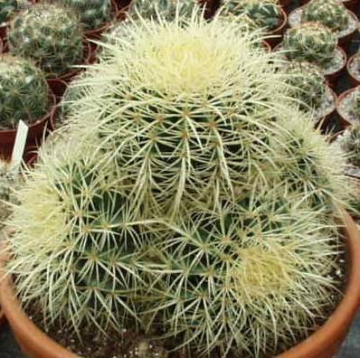 Фотографии к статье: Эхинокактус Грузона (Echinocactus Grusonii)