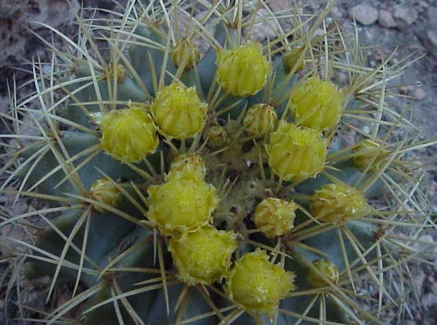 Фотографии к статье: Эхинокактус Грузона (Echinocactus Grusonii)