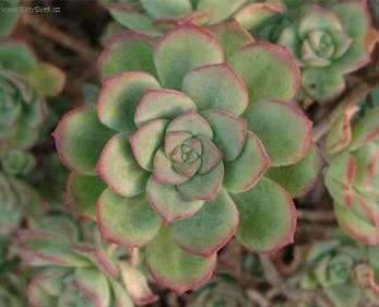 Фотографии к статье: Эониум (Aeonium)