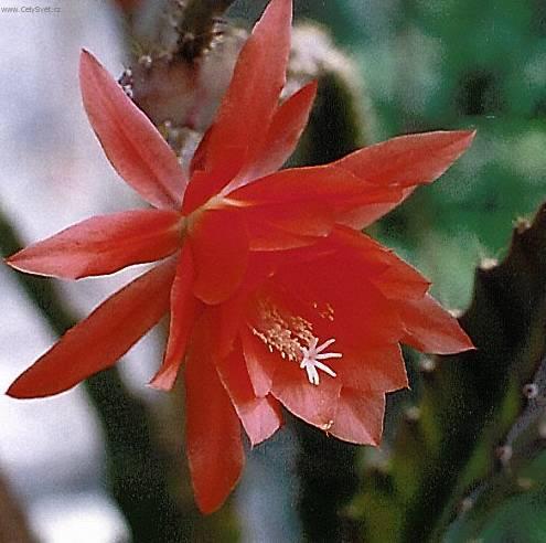 Фотографии к статье: Эпифиллюм (Epiphyllum)