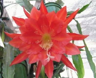 Фотографии к статье: Эпифиллюм (Epiphyllum)