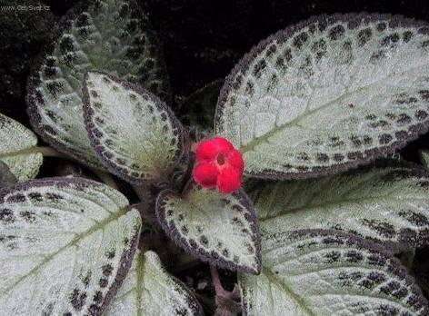 Фотографии к статье: Эписция (Episcia)