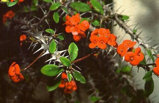 Фотографии к статье: Эуфорбия блестящая (молочай миля) (Euphorbia milii)