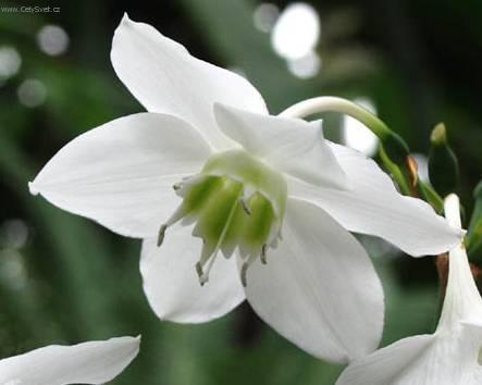 Фотографии к статье: Эухарис (Амазонская лилия) (Eucharis)