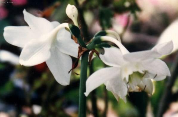 Фотографии к статье: Эухарис (Амазонская лилия) (Eucharis)