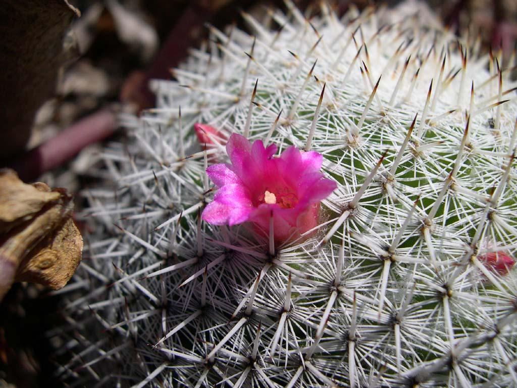 Фотографии к статье: Кактус (Cactus)