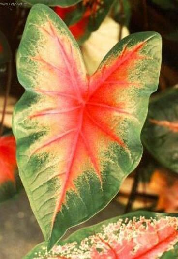 Фотографии к статье: Каладиум садовый (Caladium Hortulanum)