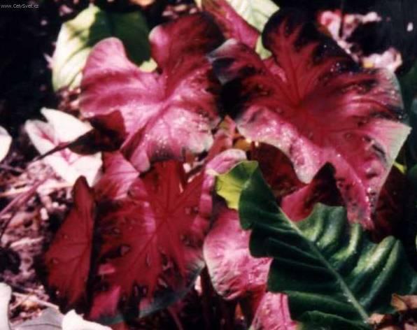 Фотографии к статье: Каладиум садовый (Caladium Hortulanum)