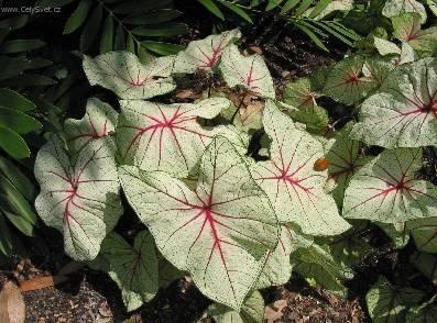 Фотографии к статье: Каладиум садовый (Caladium Hortulanum)