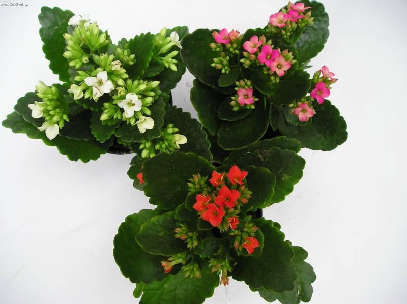 Фотографии к статье: Каланхоэ (Kalanchoe)