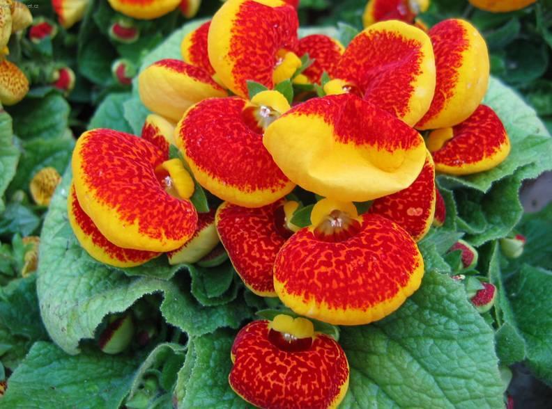 Фотографии к статье: Кальцеолярия (Calceolaria)