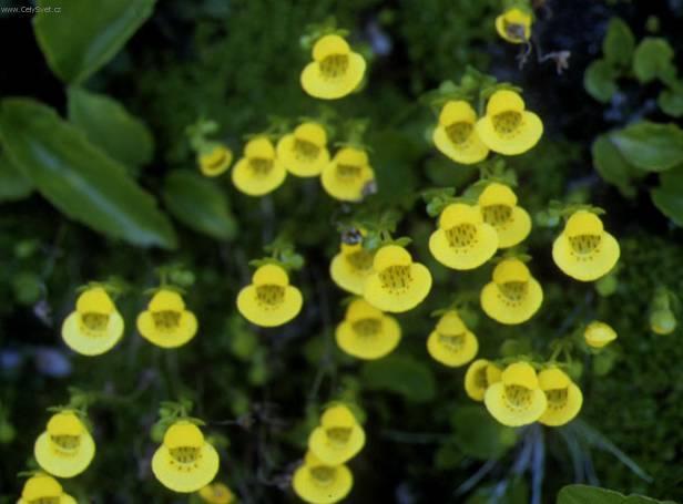 Фотографии к статье: Кальцеолярия (Calceolaria)