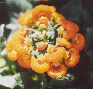 Фотографии к статье: Кальцеолярия (Calceolaria)