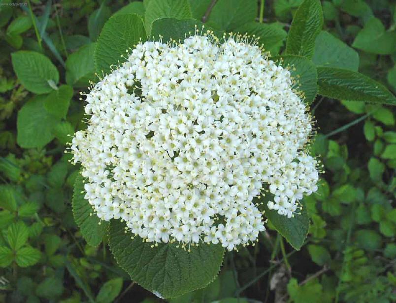 Фотографии к статье: Калина (Viburnum lantana)