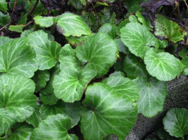 Фотографии к статье: Камнеломка плетеносная (Saxifraga stolonifera)