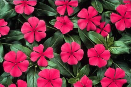 Фотографии к статье: Катарантус розовый (Catharanthus roseus)