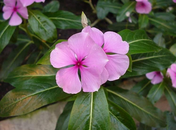 Фотографии к статье: Катарантус розовый (Catharanthus roseus)