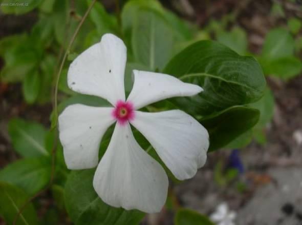 Фотографии к статье: Катарантус розовый (Catharanthus roseus)