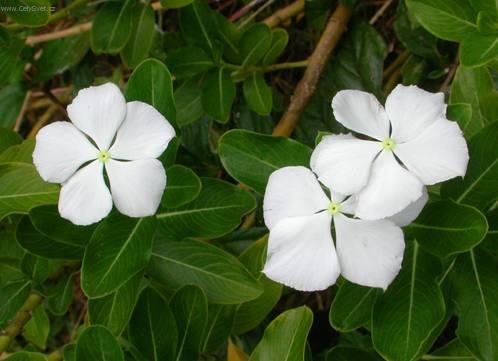 Фотографии к статье: Катарантус розовый (Catharanthus roseus)