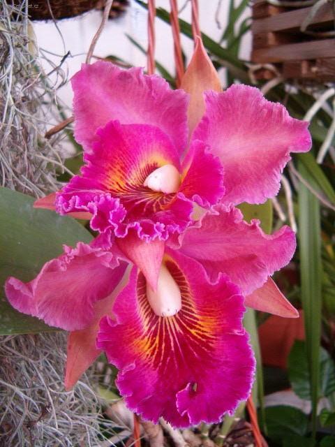 Фотографии к статье: Каттлея (Cattleya)