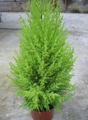 Фотографии к статье: Кипарис крупноплодный (или комнатный кипарис) (Cupressus macrocarpa)