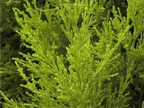 Фотографии к статье: Кипарис крупноплодный (или комнатный кипарис) (Cupressus macrocarpa)