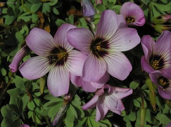 Фотографии к статье: Кислица железистолистная (Oxalis adenophylla)